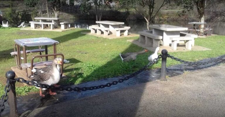 2020 04 16 1726 web 768x402