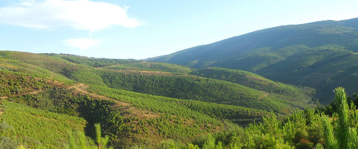 Camino-de-santiago-sanabres-destacada